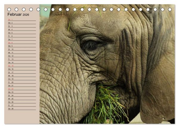 Produktbild: Elefanten. Sensible R&uuml;sseltiere (Tischkalender 2026 DIN A5 quer), CALVENDO Monatskalender
