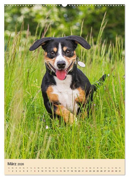 Produktbild: Schweizer Sennenhunde stellen sich vor (hochwertiger Premium Wandkalender 2026 DIN A2 hoch), Kunstdruck in Hochglanz
