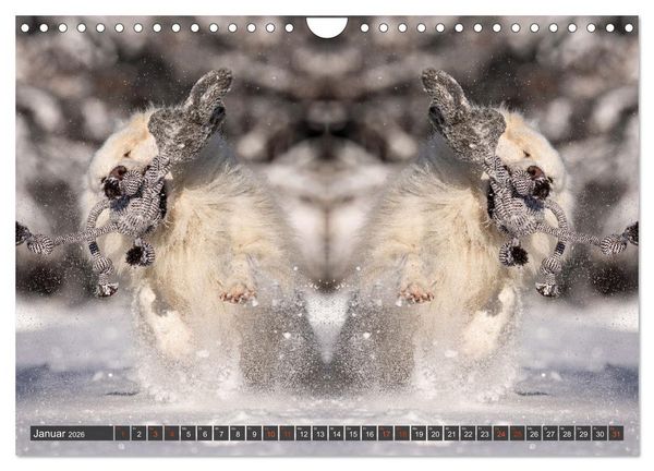 Produktbild: Mit doppelter Power durch das Jahr (Wandkalender 2026 DIN A4 quer), CALVENDO Monatskalender
