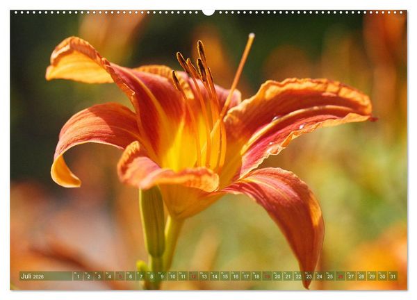 Produktbild: Taglilien im Garten (Wandkalender 2026 DIN A2 quer), CALVENDO Monatskalender