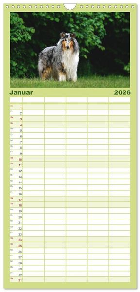 Produktbild: Familienplaner 2026 - Collies - charmante Herzensbrecher mit 5 Spalten (Wandkalender, 21 x 45 cm) CALVENDO