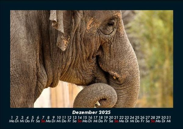 Produktbild: Elefanten 2025 Fotokalender DIN A5