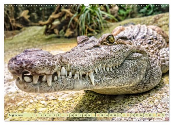 Produktbild: Urzeitreptilien - Krokodil (Wandkalender 2026 DIN A2 quer), CALVENDO Monatskalender