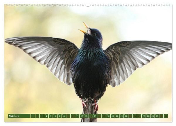 Produktbild: Nachwuchs bei Familie Star (Wandkalender 2026 DIN A2 quer), CALVENDO Monatskalender