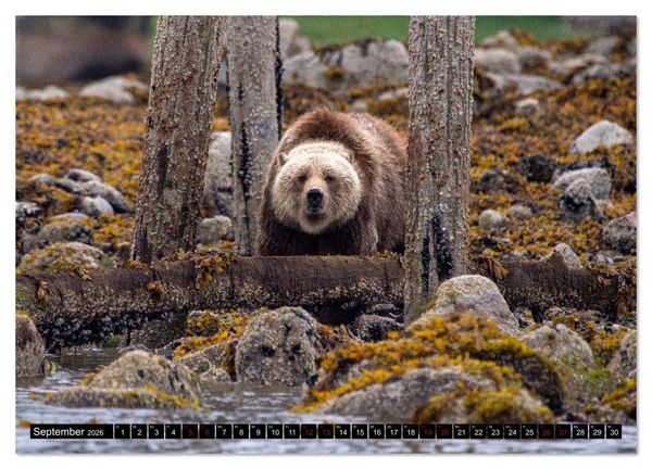 Produktbild: Grizzlys und Geisterb&auml;ren - Glendale Cove, Kanada (hochwertiger Premium Wandkalender 2026 DIN A2 quer), Kunstdruck in Hochglanz