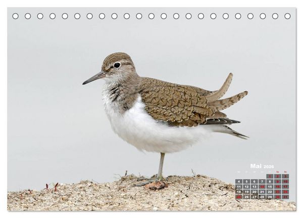 Produktbild: Limikolen - Watv&ouml;gel Europas (Tischkalender 2026 DIN A5 quer), CALVENDO Monatskalender