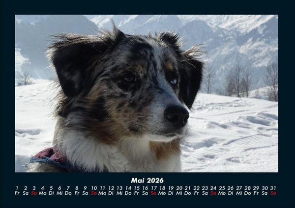 Produktbild: Hundezauber 2026 Fotokalender DIN A4