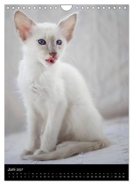 Produktbild: Orientalische Katzen 2027 (Wandkalender 2027 DIN A4 hoch), CALVENDO Monatskalender