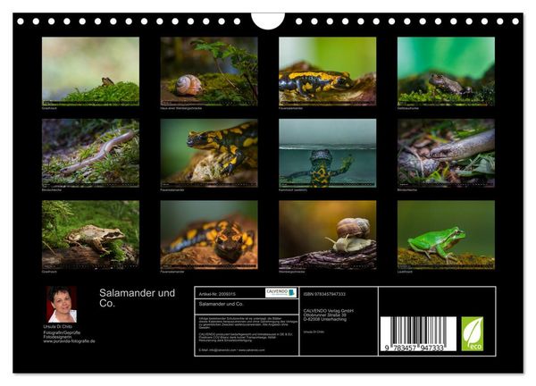 Produktbild: Salamander und Co. (Wandkalender 2026 DIN A4 quer), CALVENDO Monatskalender