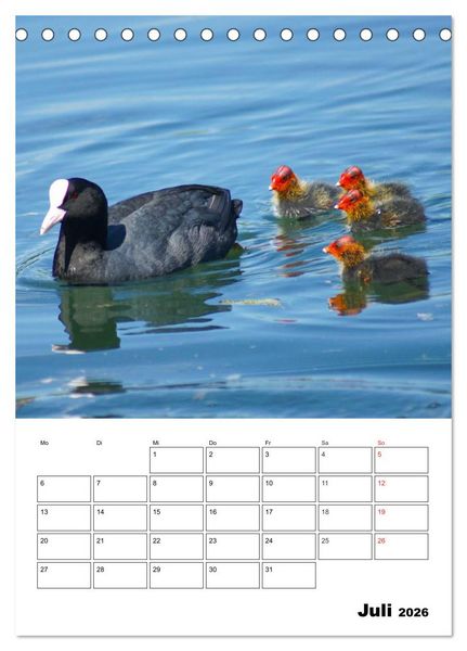 Produktbild: Liebenswerte Enten (Tischkalender 2026 DIN A5 hoch), CALVENDO Monatskalender