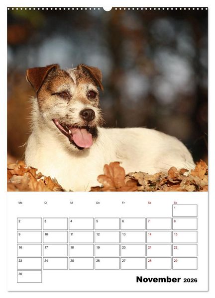 Produktbild: Tender Fellows - Parson Russell Terrier (Wandkalender 2026 DIN A2 hoch), CALVENDO Monatskalender