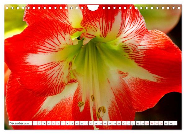 Produktbild: Fascinating colours of flowers (Wall Calendar 2026 DIN A4 landscape), CALVENDO 12 Month Wall Calendar