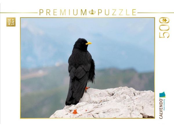 CALVENDO Puzzle Alpendohle in den Dolomiten | 500 Teile Lege-Größe 48 × 36 cm Foto-Puzzle für Erwachsene