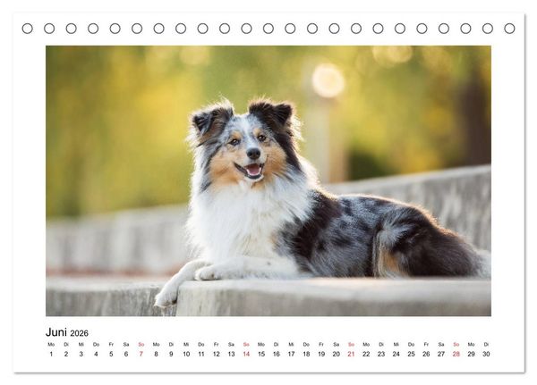 Produktbild: Herzensshelties - Shetland Sheepdogs (Tischkalender 2026 DIN A5 quer), CALVENDO Monatskalender