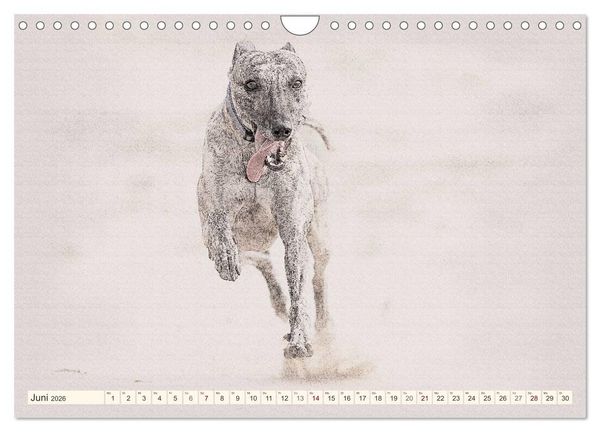 Produktbild: Whippet 2026 (Wandkalender 2026 DIN A4 quer), CALVENDO Monatskalender