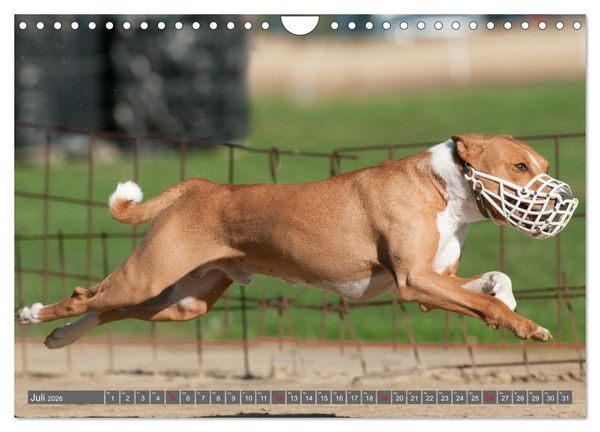 Produktbild: Eine Reise in die Welt der Basenjis (Wandkalender 2026 DIN A4 quer), CALVENDO Monatskalender