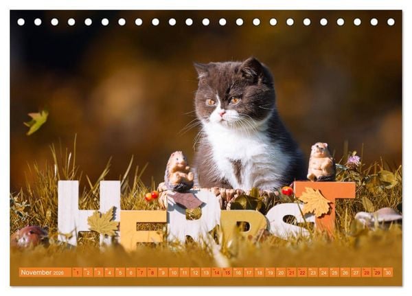 Produktbild: Katzenkinder - Britisch Kurzhaar (Tischkalender 2026 DIN A5 quer), CALVENDO Monatskalender