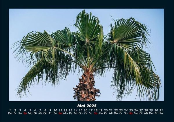 Produktbild: Palmentraum 2025 Fotokalender DIN A4