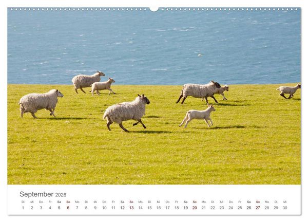 Produktbild: Schafe - Weich und wollig (Wandkalender 2026 DIN A2 quer), CALVENDO Monatskalender