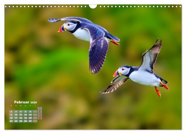 Produktbild: Tieftaucher Papageitaucher (Wandkalender 2026 DIN A3 quer), CALVENDO Monatskalender