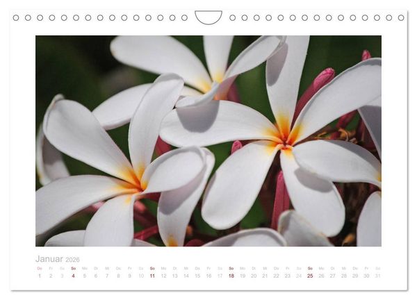Produktbild: Aloha Bl&uuml;tenzauber aus Hawaii (Wandkalender 2026 DIN A4 quer), CALVENDO Monatskalender
