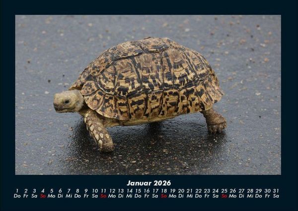Produktbild: Schildkr&ouml;tenzauber 2026 Fotokalender DIN A4