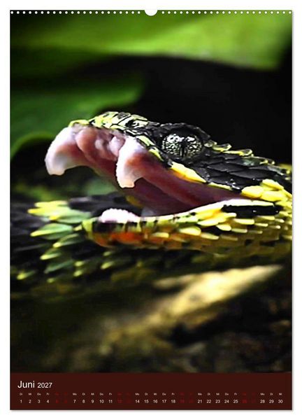 Produktbild: The Power Of Snake (Wandkalender 2027 DIN A2 hoch), CALVENDO Monatskalender