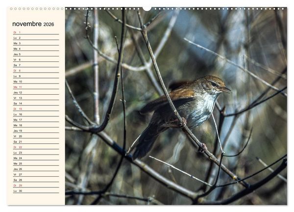 Produktbild: Notre nature sauvage, les passereaux d'Europe (Calendrier mural 2026 DIN A2 vertical), CALVENDO calendrier mensuel