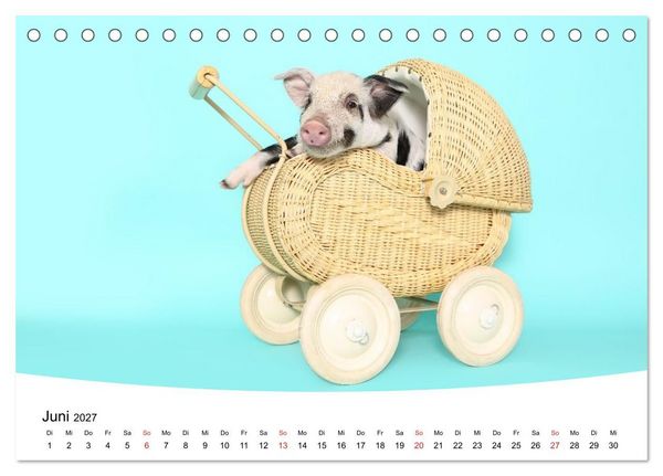 Produktbild: Niedliche Ferkel lovely piglets (Tischkalender 2027 DIN A5 quer), CALVENDO Monatskalender
