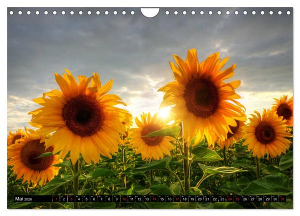 Produktbild: Zeit f&uuml;r Sonnenblumen (Wandkalender 2026 DIN A4 quer), CALVENDO Monatskalender