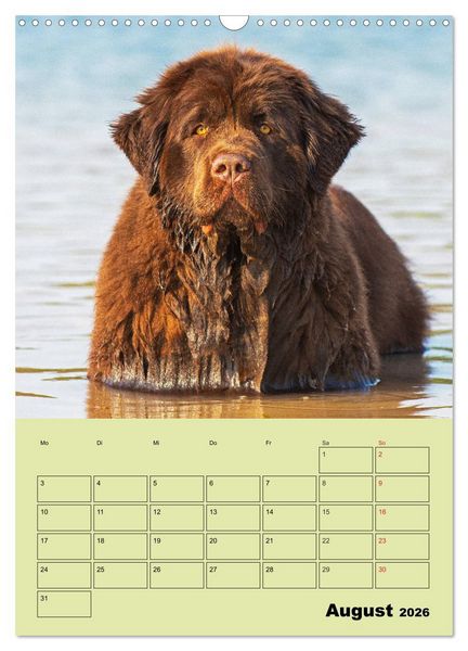 Produktbild: B&auml;rige Freunde - Familienplaner Brauner Neufundl&auml;nder (Wandkalender 2026 DIN A3 hoch), CALVENDO Monatskalender