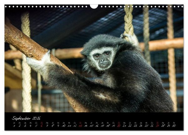 Produktbild: Tiergarten N&uuml;rnberg (Wandkalender 2026 DIN A3 quer), CALVENDO Monatskalender