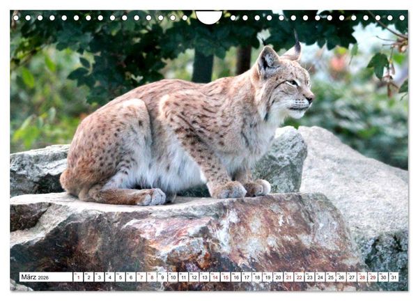Produktbild: Familie Luchs - Die J&auml;ger mit dem Pinselohr (Wandkalender 2026 DIN A4 quer), CALVENDO Monatskalender