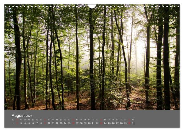 Produktbild: B&auml;ume (Wandkalender 2026 DIN A3 quer), CALVENDO Monatskalender