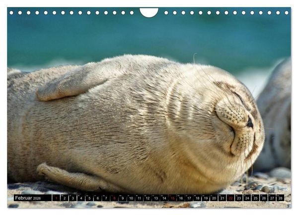 Produktbild: Robben an der Nordsee (Wandkalender 2026 DIN A4 quer), CALVENDO Monatskalender