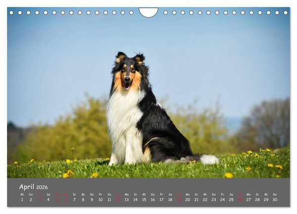 Produktbild: Einmal Collie - immer Collie (Wandkalender 2026 DIN A4 quer), CALVENDO Monatskalender