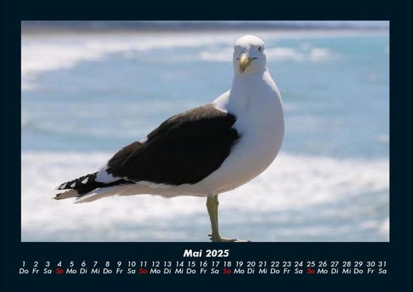 Produktbild: M&ouml;wen 2025 Fotokalender DIN A4