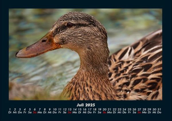 Produktbild: Enten 2025 Fotokalender DIN A4
