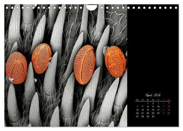 Produktbild: strucTEMs Mikrowelt - Winzige Nachbarn ganz gro&szlig; (Wandkalender 2026 DIN A4 quer), CALVENDO Monatskalender