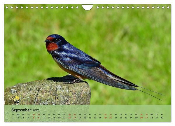 Produktbild: Faszination Zugv&ouml;gel - Rekorde in der Vogelwelt (Wandkalender 2026 DIN A4 quer), CALVENDO Monatskalender