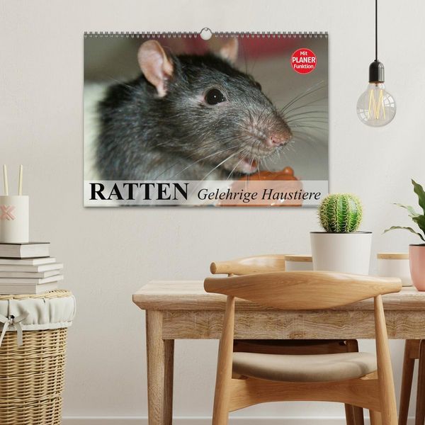 Produktbild: Ratten. Gelehrige Haustiere (Wandkalender 2026 DIN A3 quer), CALVENDO Monatskalender