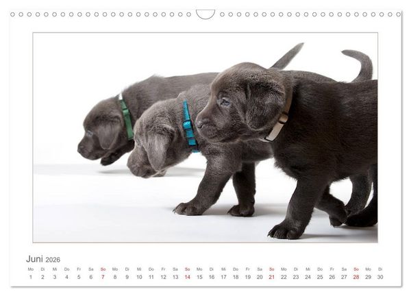 Produktbild: Labradorwelpen - Freunde f&uuml;rs Leben (Wandkalender 2026 DIN A3 quer), CALVENDO Monatskalender