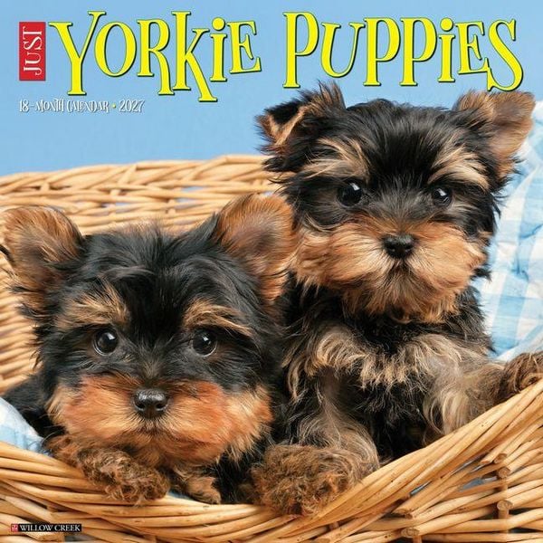 Produktbild: Yorkie Puppies 2027 12 X 12 Wall Calendar