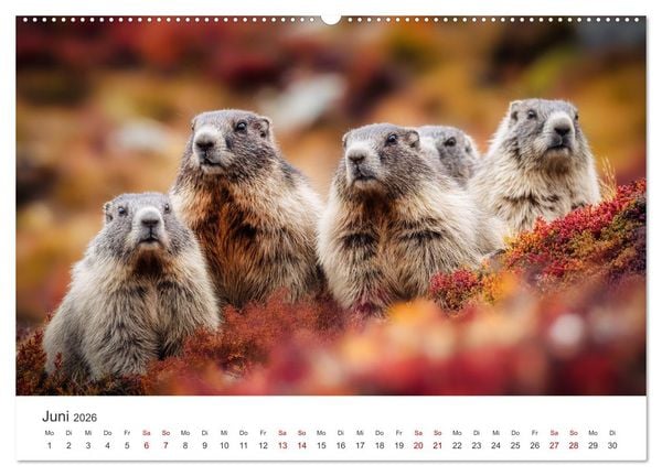 Produktbild: Alpenpl&uuml;sch - Mit Murmeltieren durchs Jahr (hochwertiger Premium Wandkalender 2026 DIN A2 quer), Kunstdruck in Hochglanz