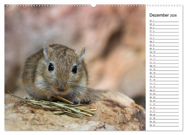 Produktbild: Mausebande (Wandkalender 2026 DIN A2 quer), CALVENDO Monatskalender