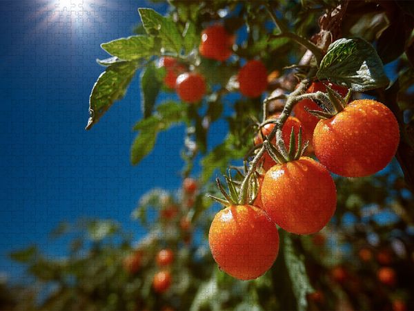 Produktbild: CALVENDO Puzzle Reife Tomaten leuchten im Sonnenschein des Gartens | 1000 Teile Lege-Gr&ouml;&szlig;e 64x48cm Foto-Puzzle f&uuml;r gl&uuml;ckliche Stunden