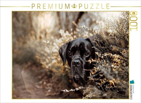 Produktbild: CALVENDO Puzzle Cane Corso | 1000 Teile Lege-Gr&ouml;&szlig;e 64x48cm Foto-Puzzle f&uuml;r gl&uuml;ckliche Stunden