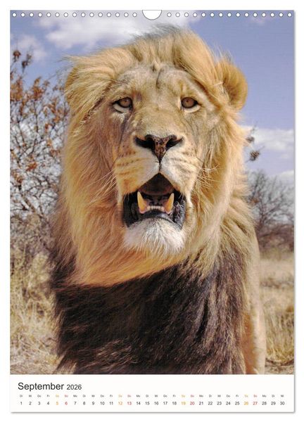 Produktbild: FAZINATION AFRIKA TIER PORTRAITS (Wandkalender 2026 DIN A3 hoch), CALVENDO Monatskalender