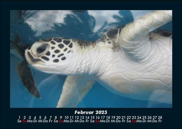 Produktbild: Schildkr&ouml;tenzauber 2025 Fotokalender DIN A5
