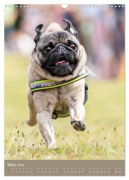 Produktbild: Mops-Rennen (Wandkalender 2026 DIN A3 hoch), CALVENDO Monatskalender